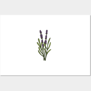 Lavender Posters and Art